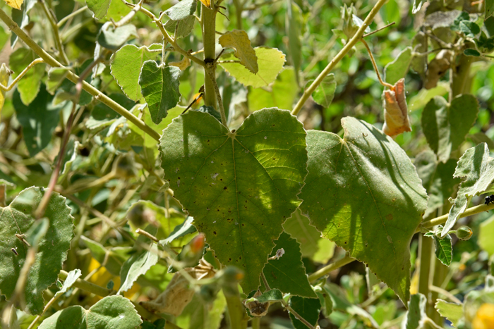 Chisos Mtn False Indianmallow is a native species found in New Mexico and Texas. Leaves have a velvety-like texture and are heart-shaped or cordate to ovate in shape. Allowissadula holosericea 